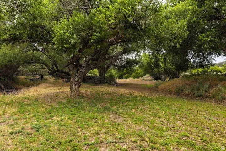 Expansive natural landscape featuring mature trees with textured bark and abundant green foliage