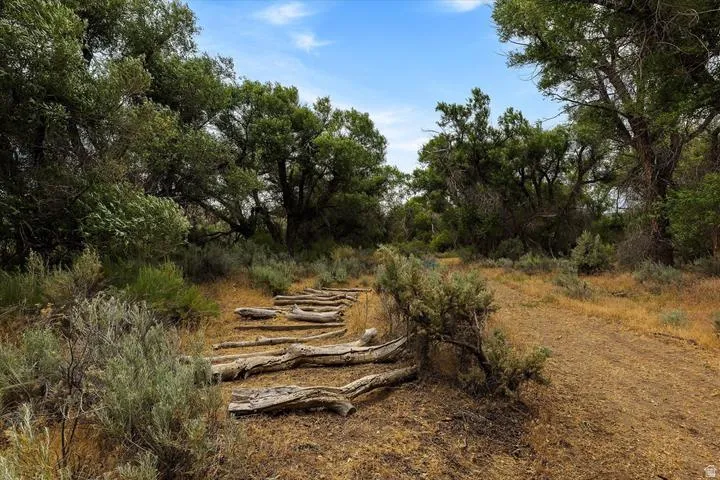 Wood-plank steps traversing a natural pathway