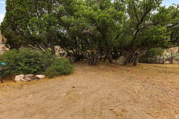 Natural landscape with established trees and expansive undeveloped ground