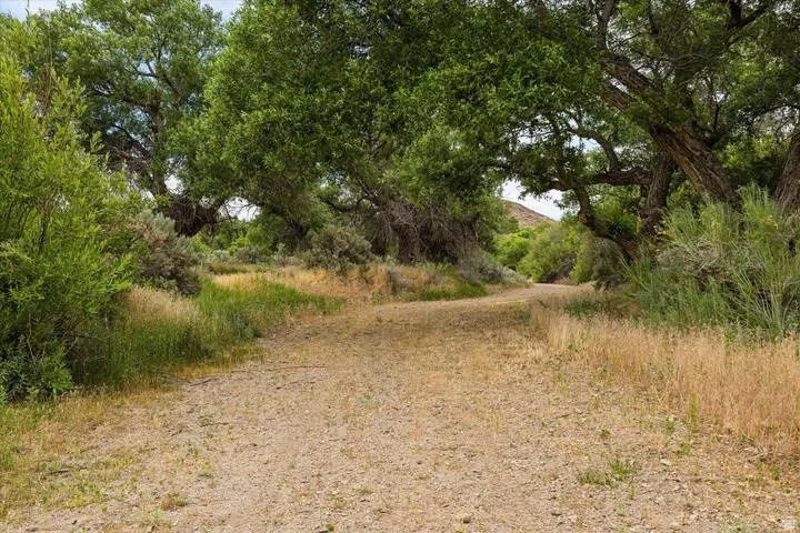 Natural path bordered by mature trees and varied foliage