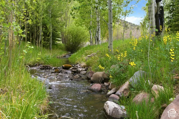 Natural stream with rocky banks, surrounded by dense green foliage, tall trees, and scattered yellow wildflowers