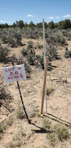 Expansive 5.6-acre parcel featuring natural desert flora and mature trees in the background