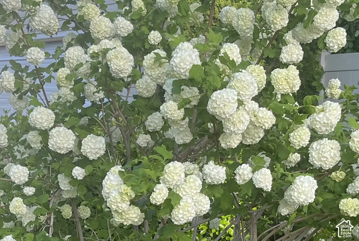 Snowball Tree