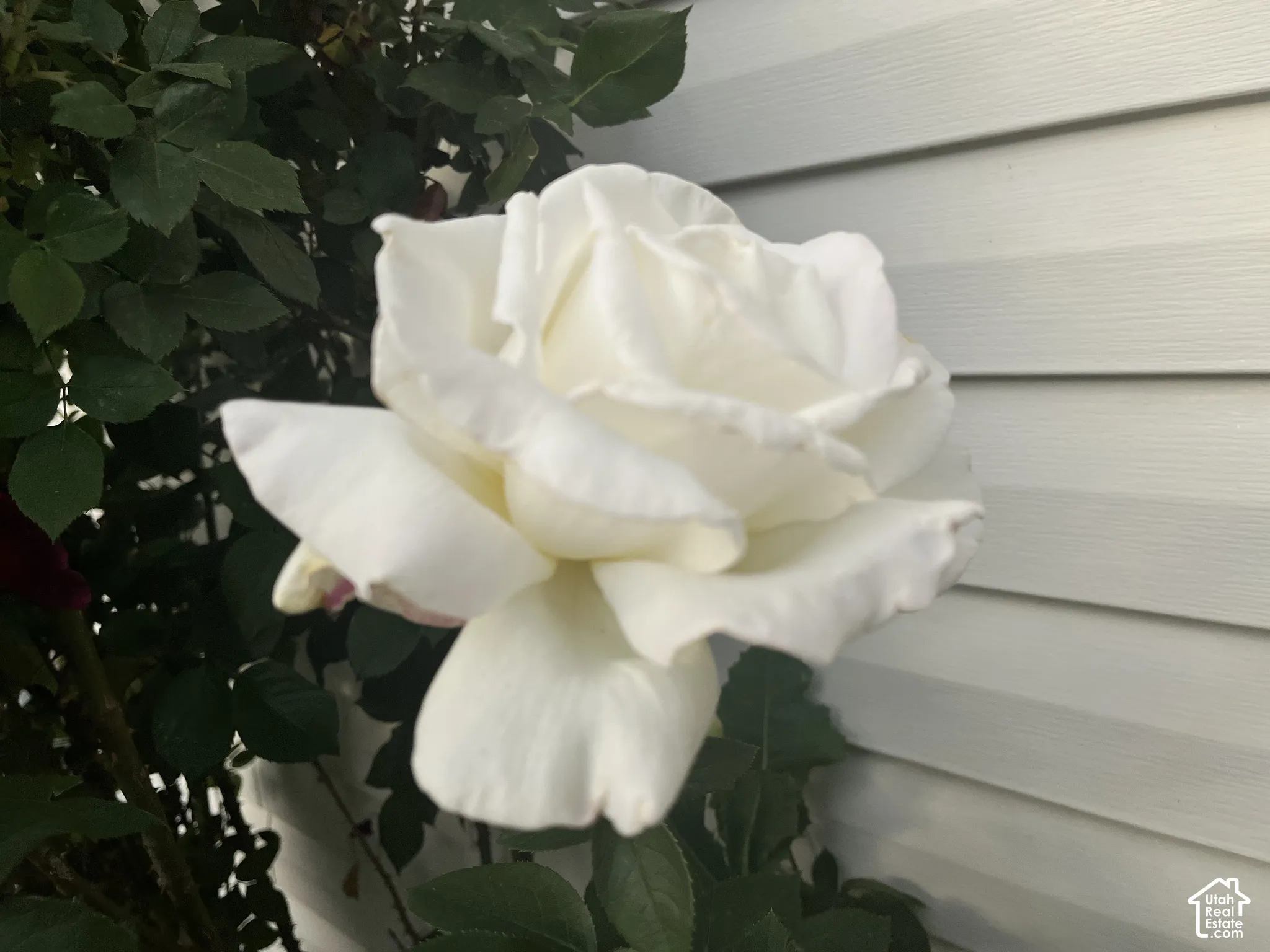 Quiet Elegance of Fresh Starts Kissed by Morning Dew