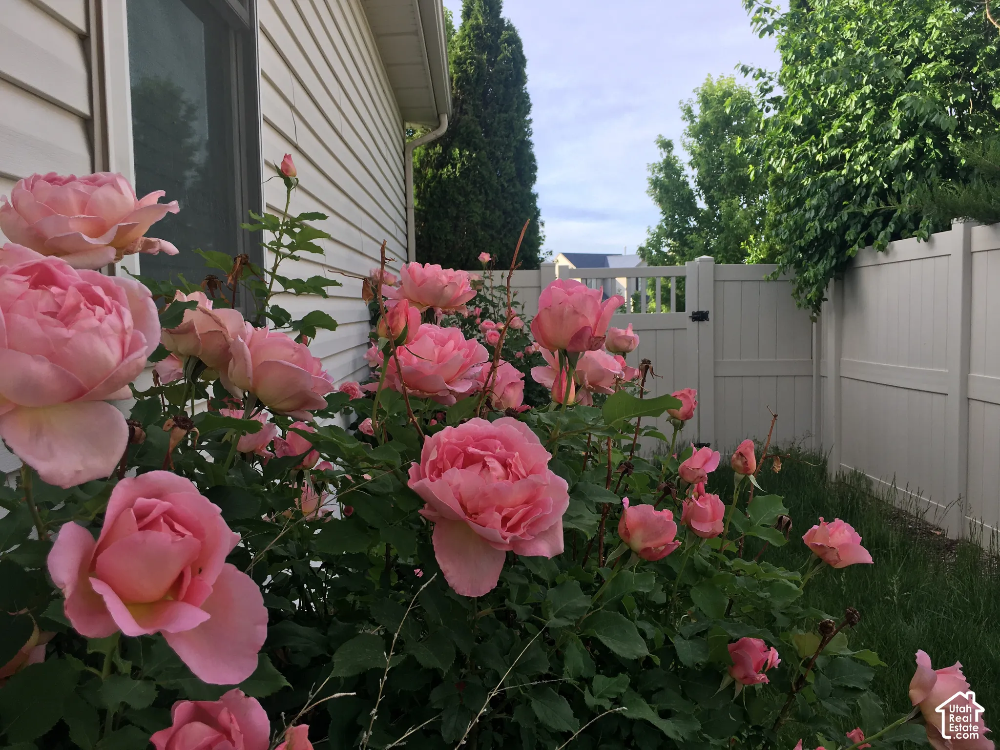 Surprise Roses