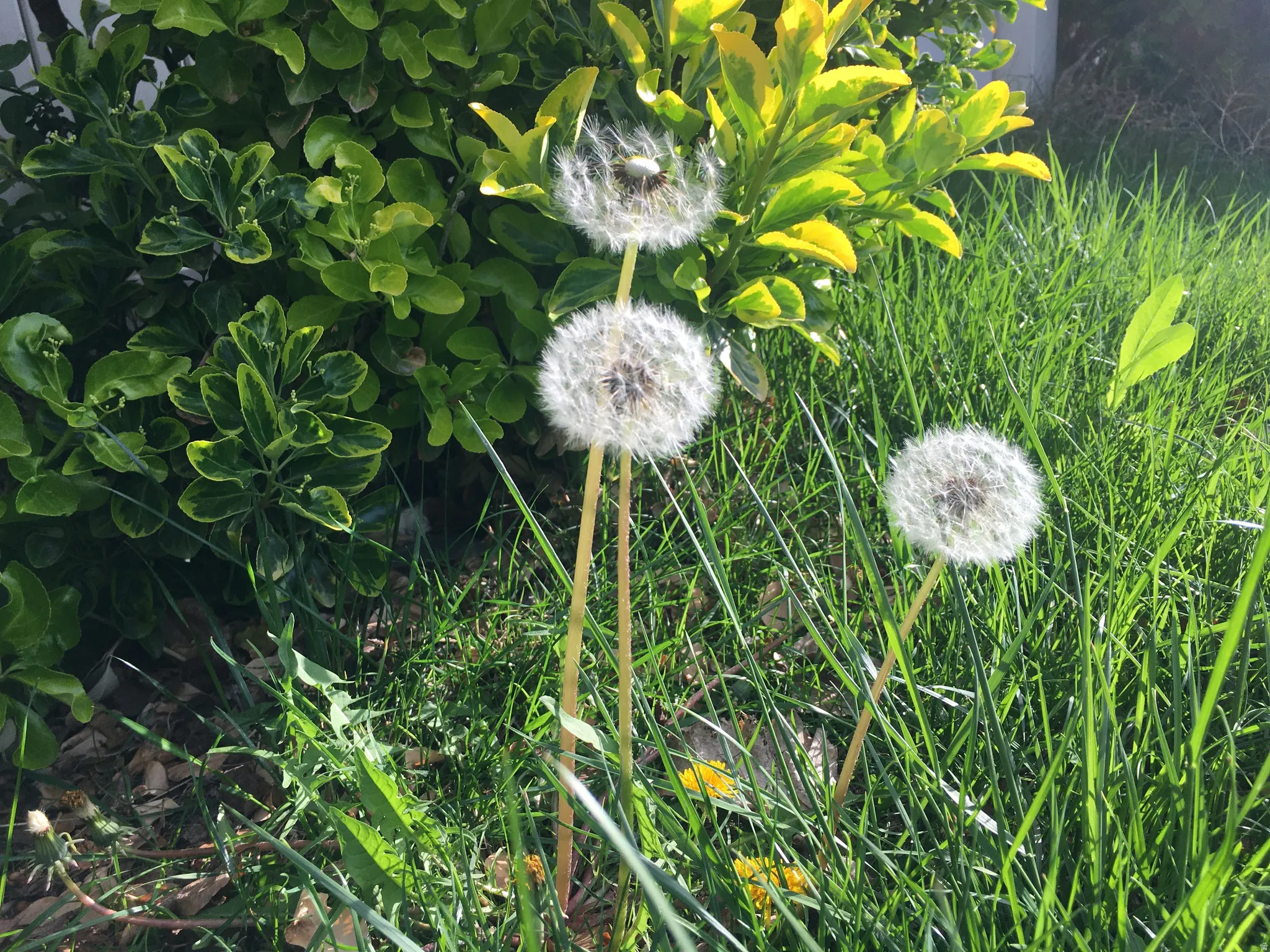 3 Wishes. . .