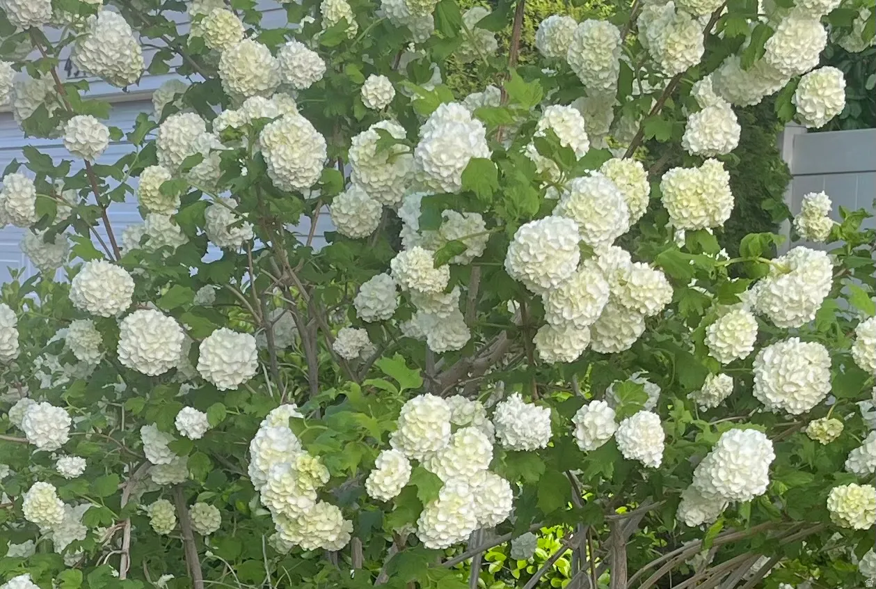 Snowball Tree