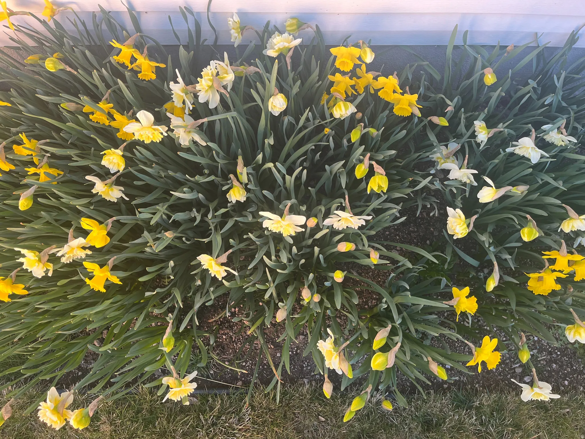 Daffodils Early Spring