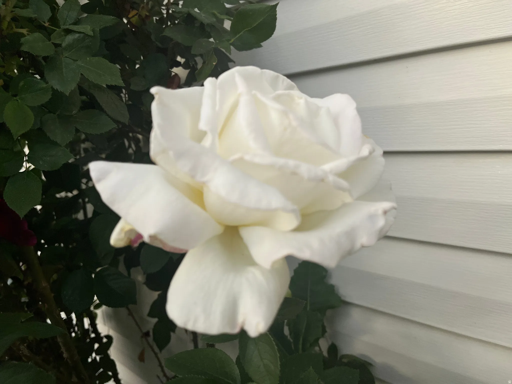 Quiet Elegance of Fresh Starts Kissed by Morning Dew