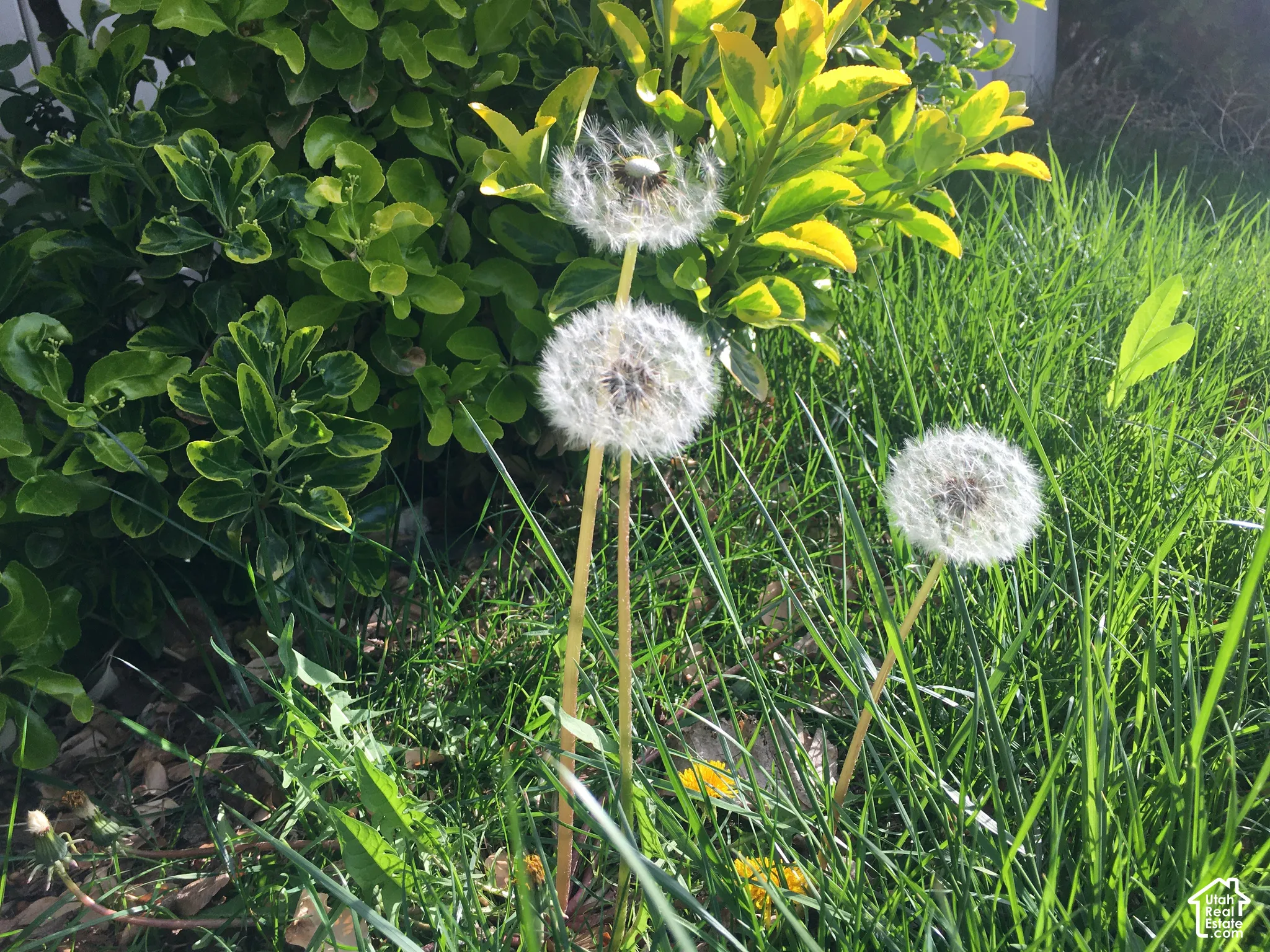 3 Wishes. . .