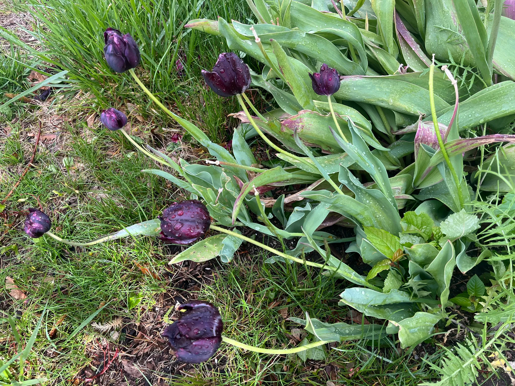 Velvety Petals of Purple