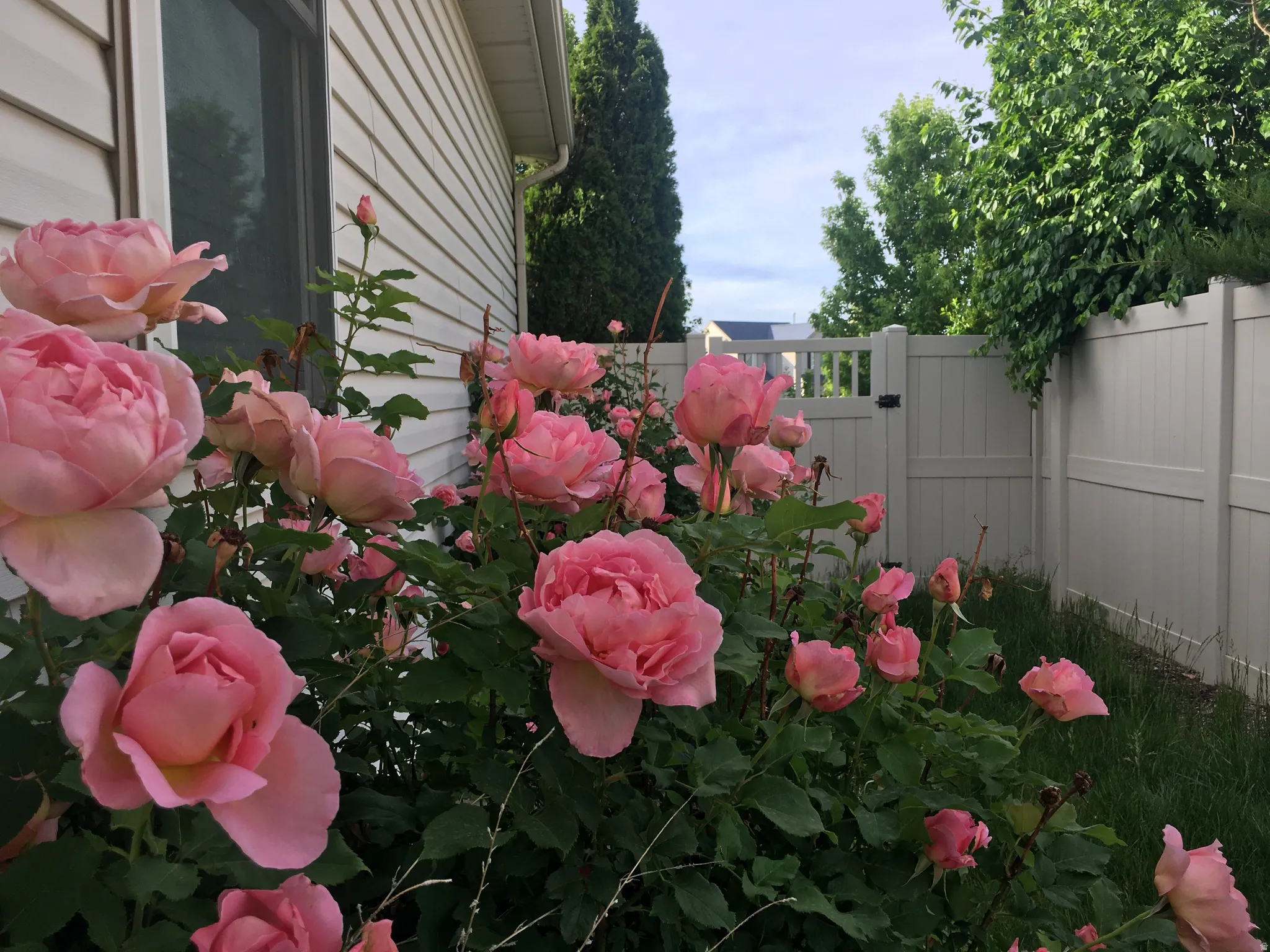 Surprise Roses
