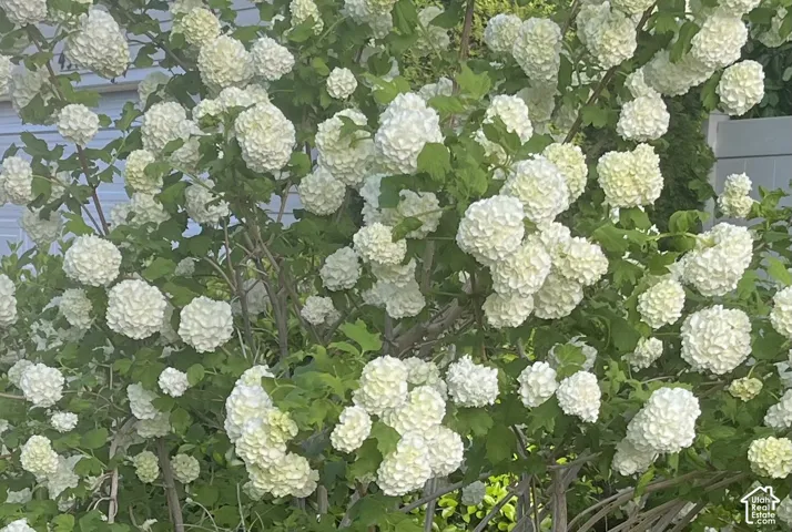 Snowball Tree