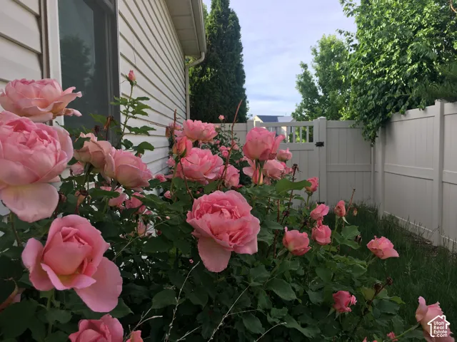 Surprise Roses