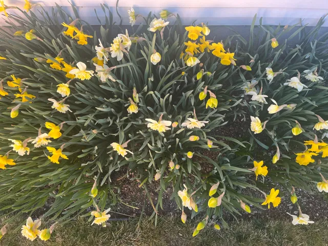 Daffodils Early Spring