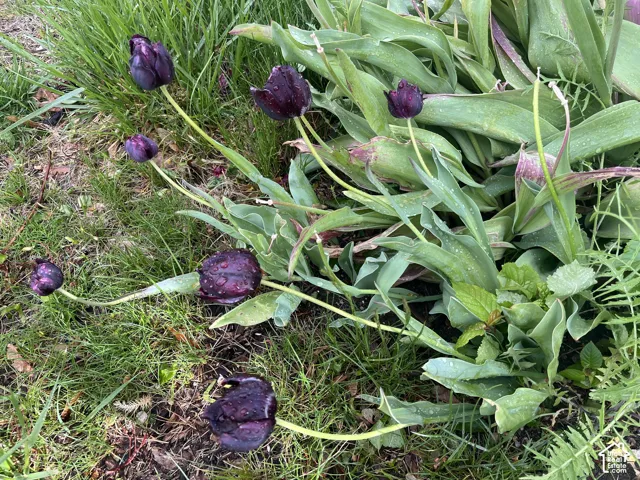 Velvety Petals of Purple