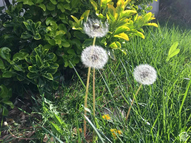 3 Wishes. . .
