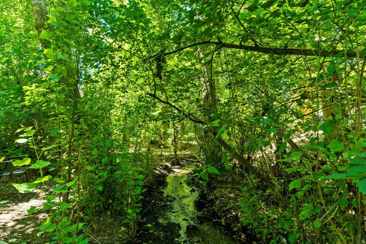 Natural water feature surrounded by dense, verdant foliage