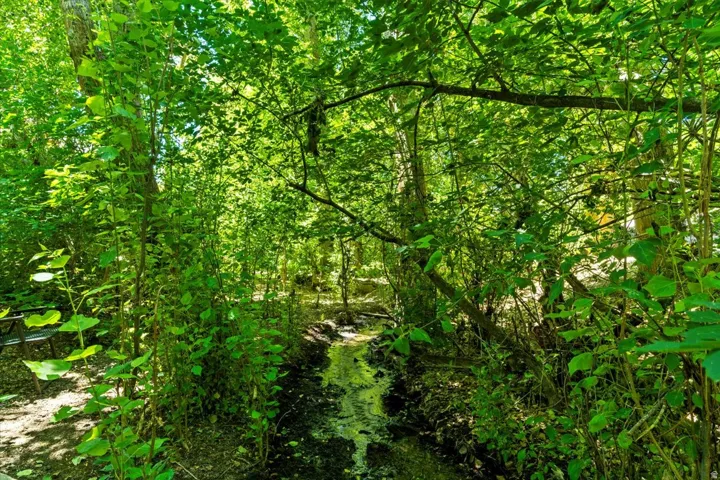 Natural water feature surrounded by dense, verdant foliage