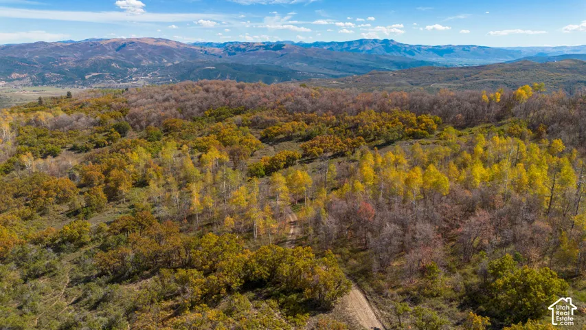 Expansive wooded landscape with varied tree foliage and distant mountain ranges