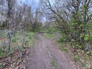 Wooded terrain featuring a dirt path, mature trees, and varied foliage