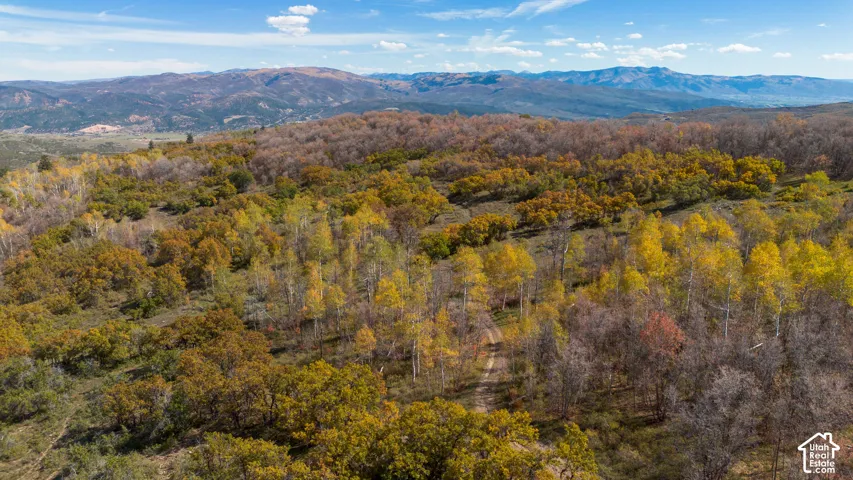 Expansive natural landscape featuring diverse trees, a visible dirt path, and distant mountain ranges under a clear sky