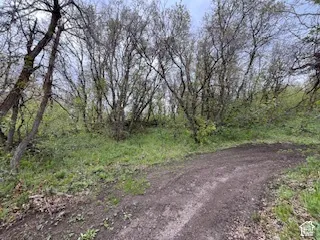 Dirt path entering a wooded area with dense foliage and mature trees