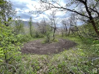 Wooded lot featuring a winding dirt track, mature trees, and natural ground cover