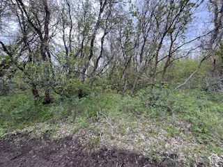 Wooded lot with abundant natural growth and established trees