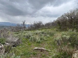 Expansive natural landscape featuring varied green foliage and scattered dry brush