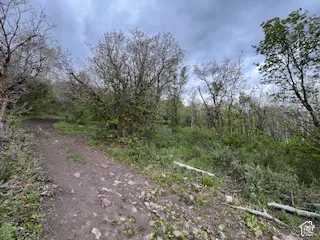 Wooded terrain with a winding dirt path and varied foliage