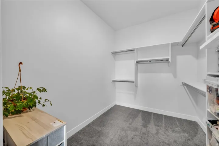 Spacious walk-in closet featuring white walls, gray carpet flooring, and a comprehensive built-in shelving system with hanging rods for ample storage