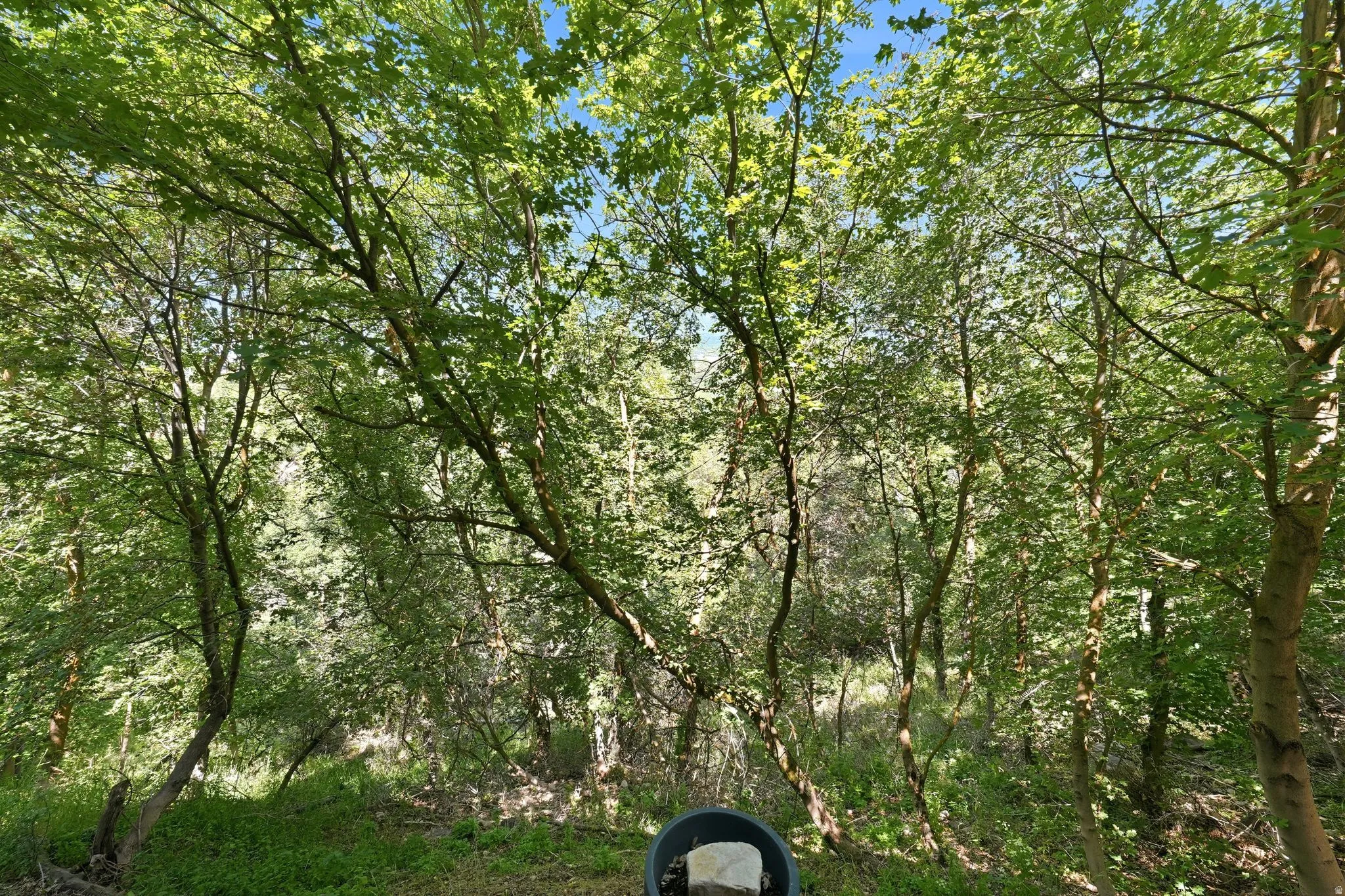 Dense natural foliage providing extensive tree cover