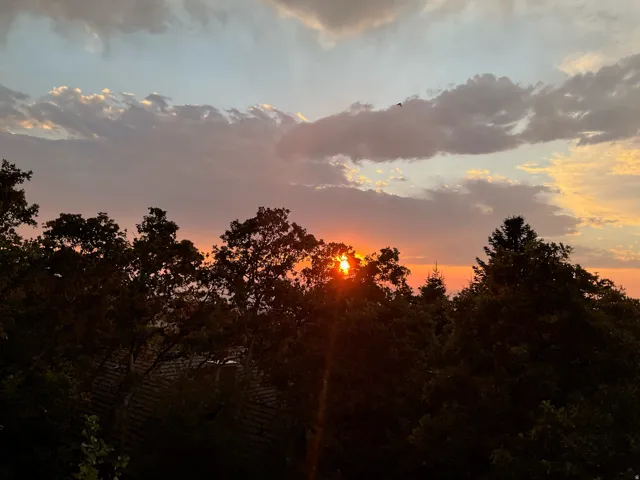 Expansive natural tree-line with a prominent sunset backdrop