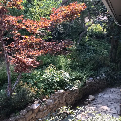 Landscaped garden featuring varied foliage, mature trees, a stone retaining wall, and a paver pathway