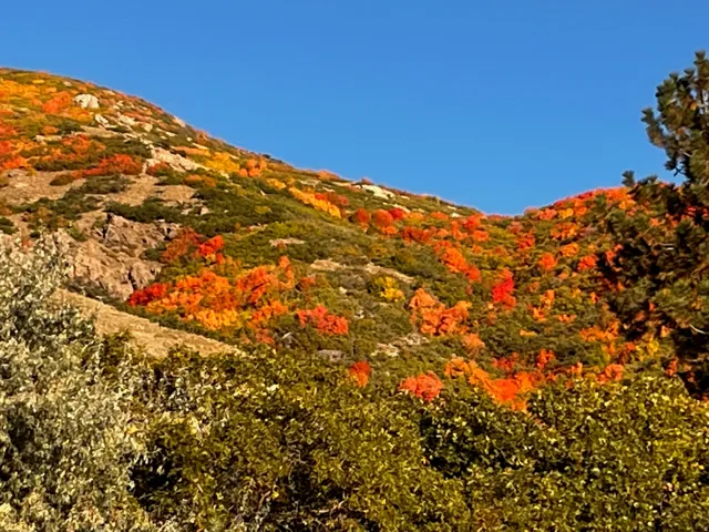 Front view Mountain landscape featuring vibrant autumn foliage and diverse evergreen trees