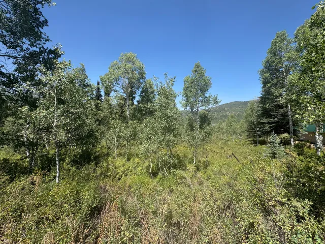 Wooded lot featuring mature deciduous and evergreen trees, natural ground cover, and distant mountain scenery