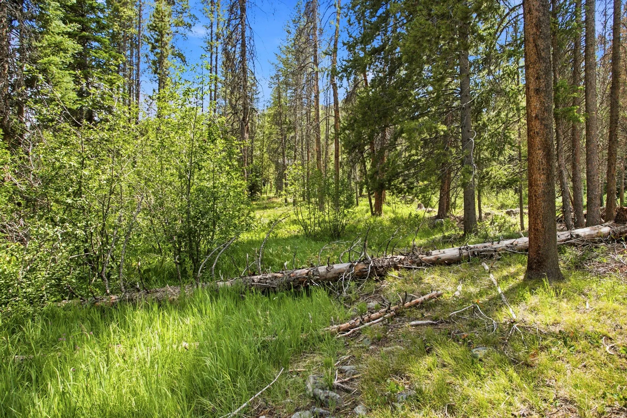 Dense wooded area featuring mature evergreen trees and vibrant green undergrowth