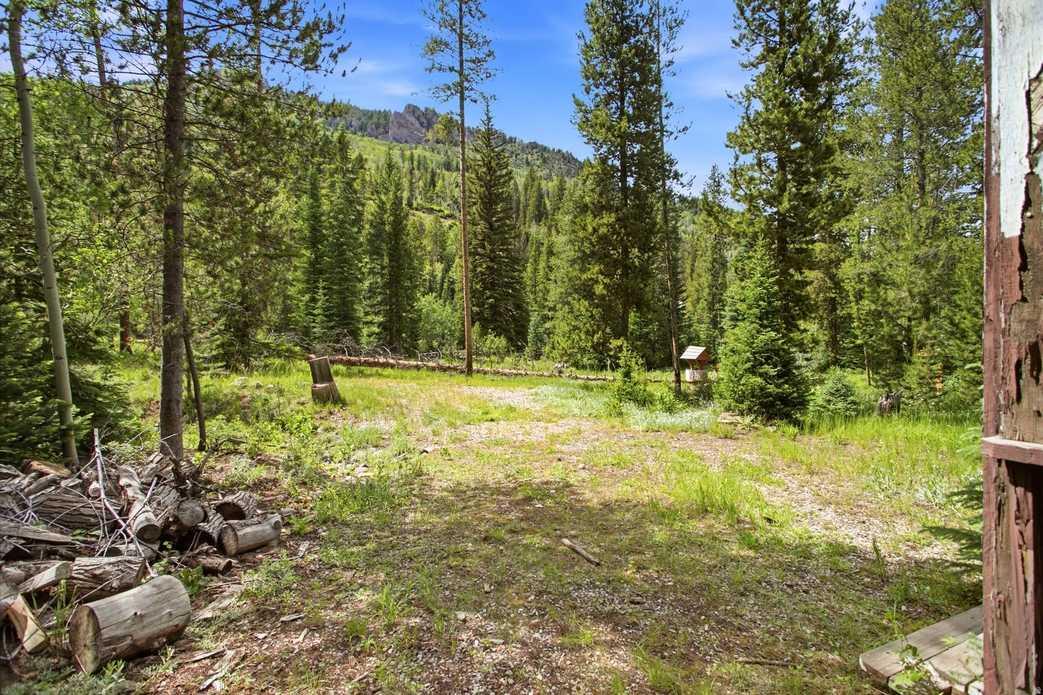 Expansive outdoor area featuring a clearing surrounded by dense evergreen trees and natural foliage