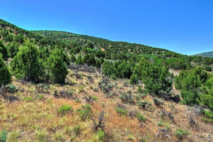 Expansive hillside terrain featuring mature evergreen trees and natural ground cover