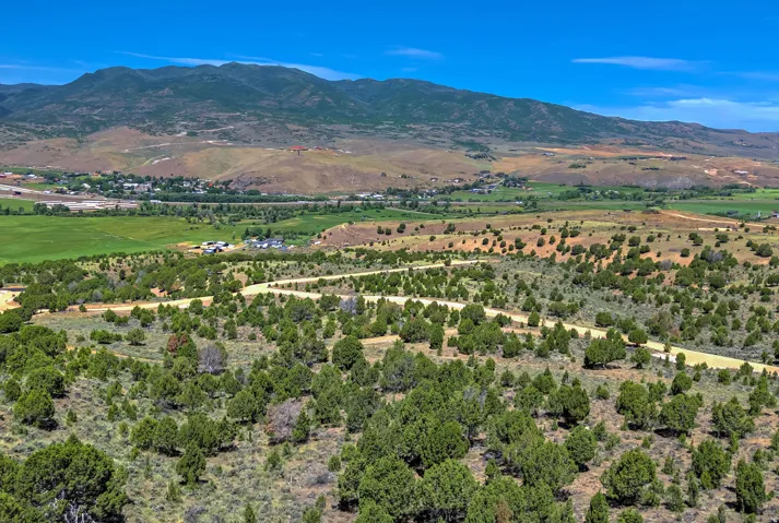 Expansive natural landscape featuring scattered evergreen trees and unpaved roads