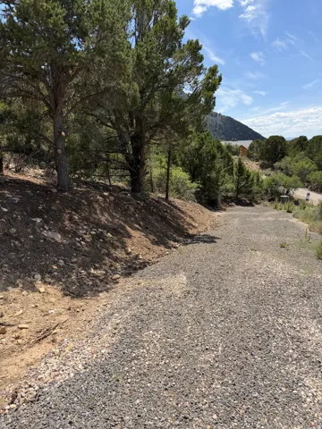 Gravel driveway surrounded by mature evergreen trees