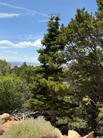 Natural landscape with diverse evergreen trees and shrubbery under a clear sky