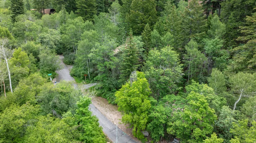 Wooded acreage with mature trees