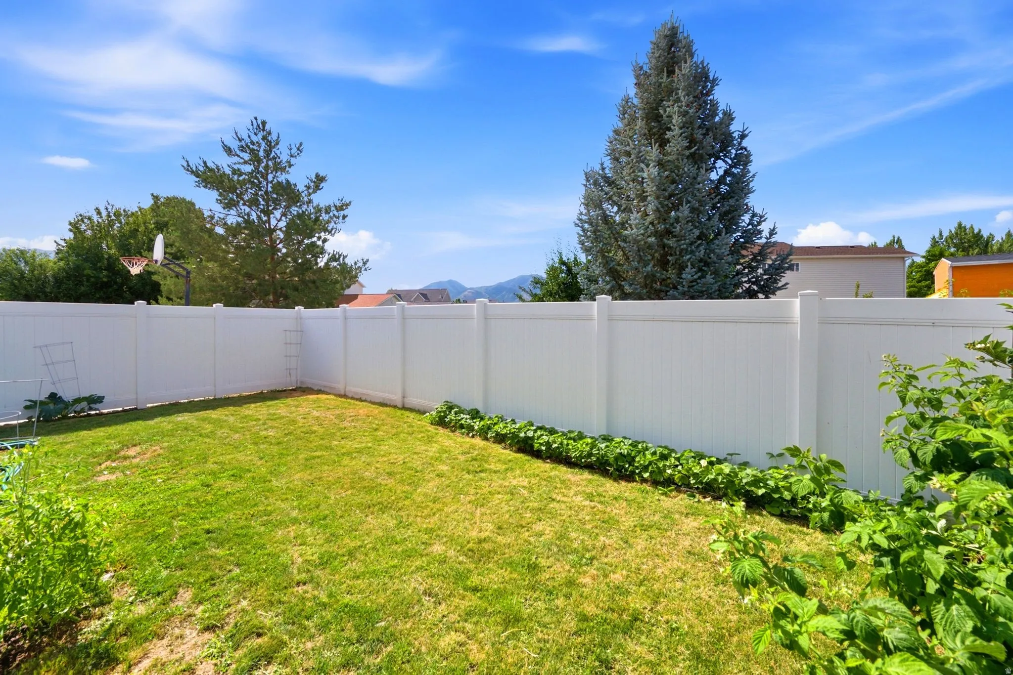 Expansive backyard featuring a green lawn, white vinyl fencing, and established perimeter plantings