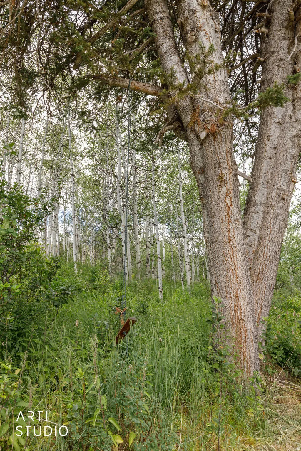 Mature tree with tree swing