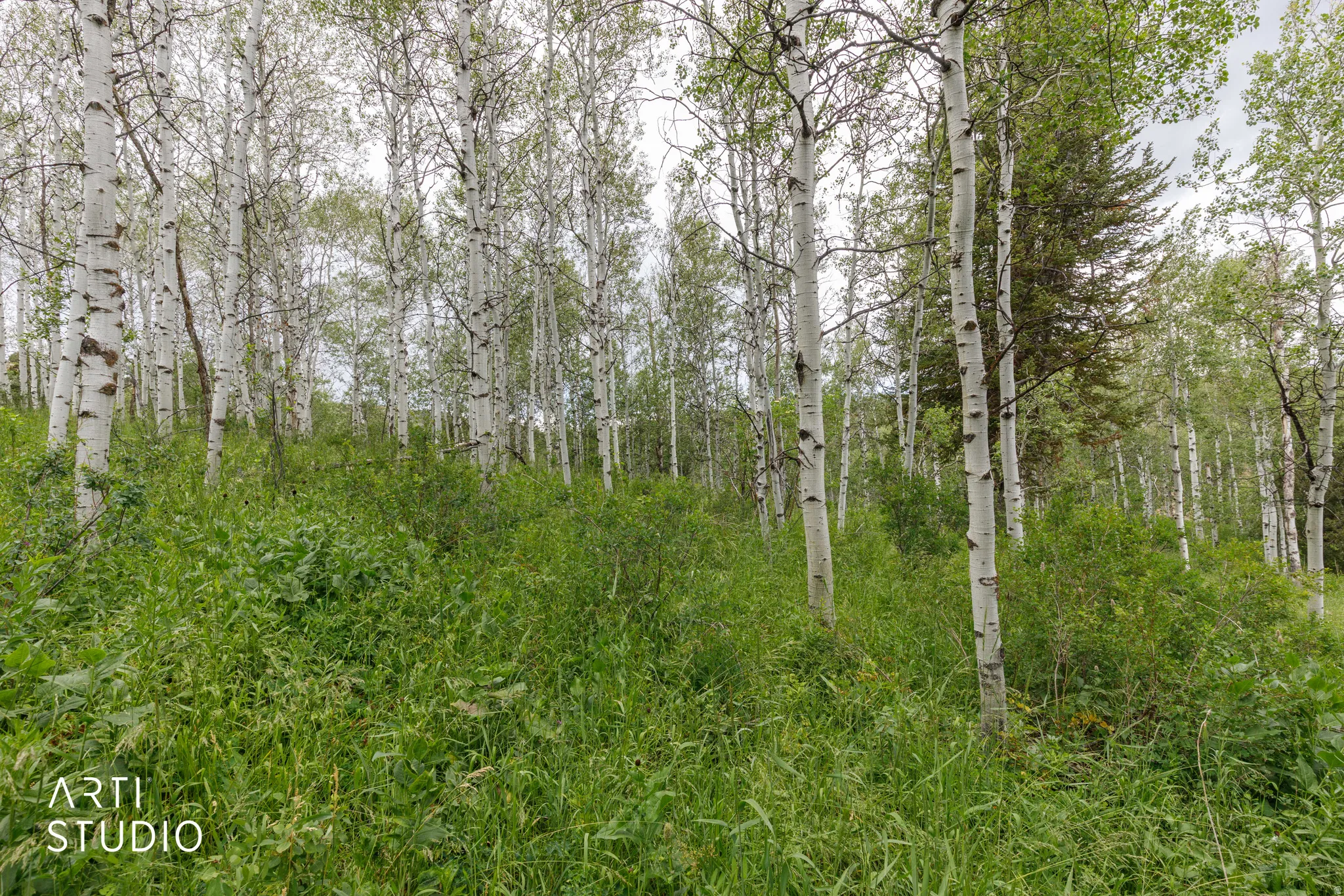 Dense natural landscape featuring numerous mature white-barked trees and abundant green undergrowth