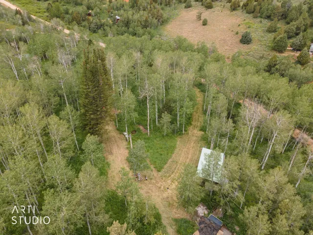 Expansive wooded parcel featuring a mix of deciduous and evergreen trees