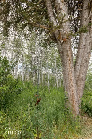 Mature tree with tree swing
