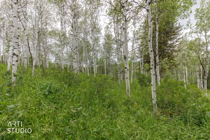 Dense natural landscape featuring numerous mature white-barked trees and abundant green undergrowth